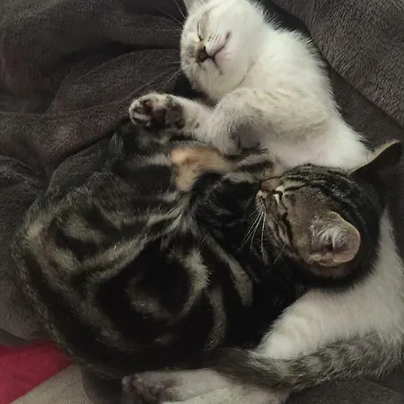 Bed & Breakfast La Maison De Caroline