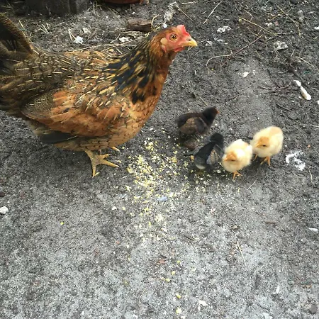 La Maison De Caroline
