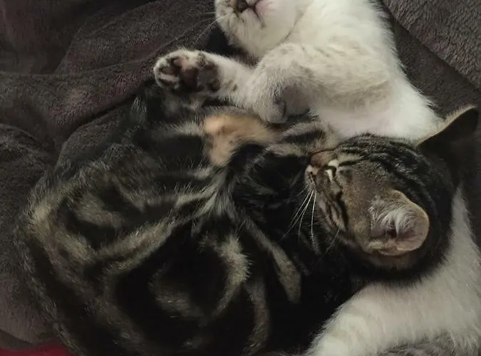 Nocleg ze śniadaniem La Maison De Caroline