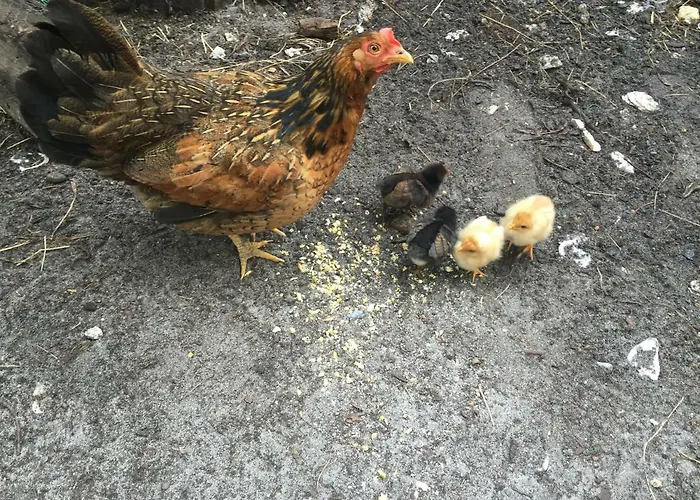 La Maison De Caroline